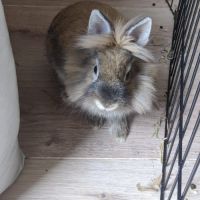 Lapin mâle adorable tête de lion x angora #0