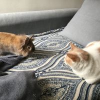 Lapin mâle adorable tête de lion x angora #3