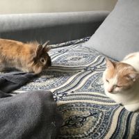 Lapin mâle adorable tête de lion x angora #4