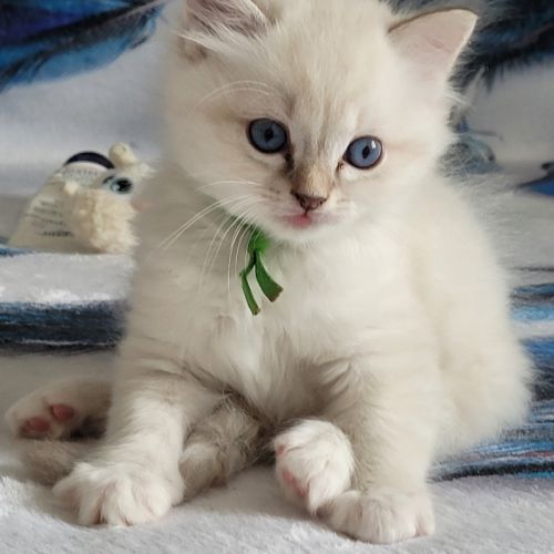 Chatons ragdoll #1