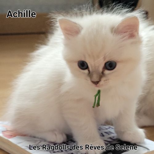 Chatons ragdoll #3