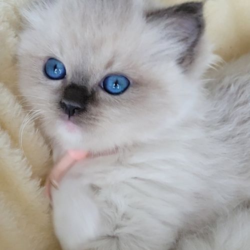 Chatons ragdoll #4