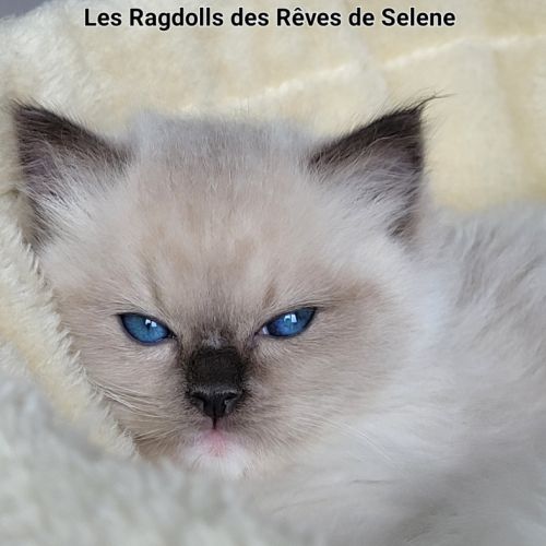 Chatons ragdoll #5