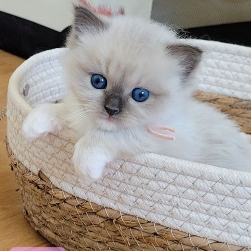 Chatons ragdoll #6