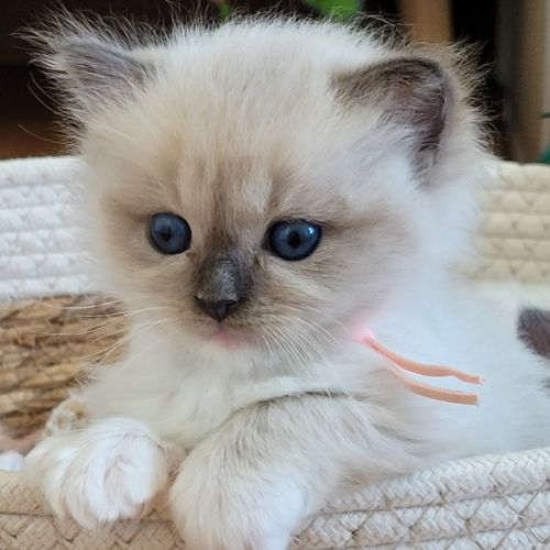 Chatons ragdoll #7