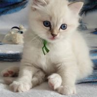 Chatons ragdoll #1