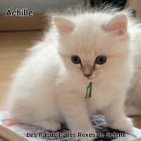 Chatons ragdoll #3