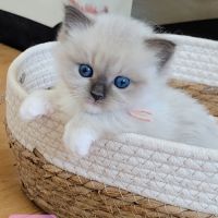 Chatons ragdoll #6