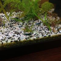 Crevette blue velvet #1