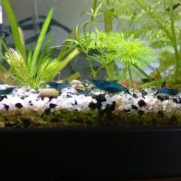 Crevette blue velvet #0