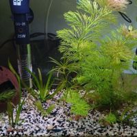 Crevette blue velvet #3