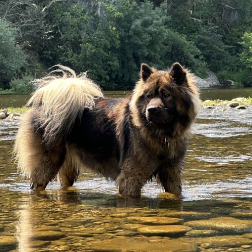 Chiots eurasier lof #3
