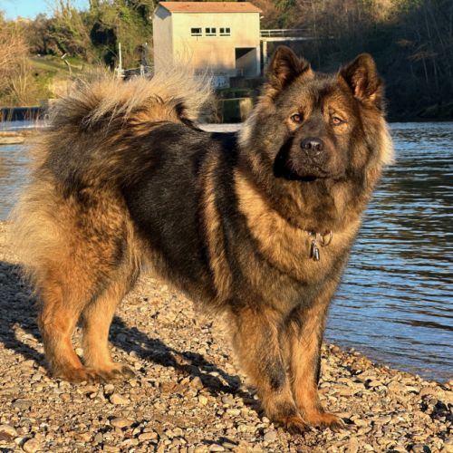 Chiots eurasier lof #4