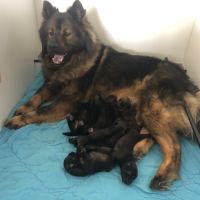 Chiots eurasier lof
