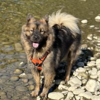 Chiots eurasier lof #2