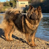 Chiots eurasier lof #4
