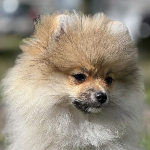 Chiot poméranien #1