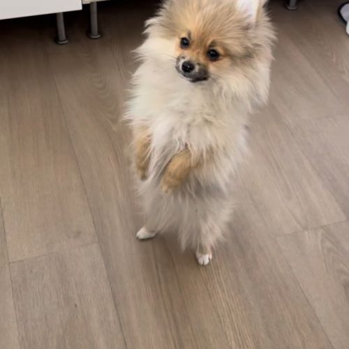 Chiot poméranien #6