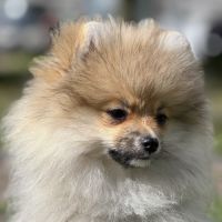 Chiot poméranien #1