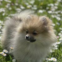 Chiot poméranien #2