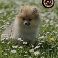 Chiot poméranien