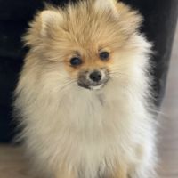 Chiot poméranien #4