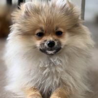 Chiot poméranien #5