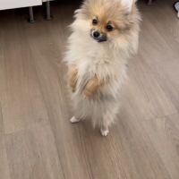 Chiot poméranien #6