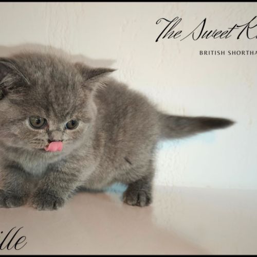 Chatons british shorthair loof #1