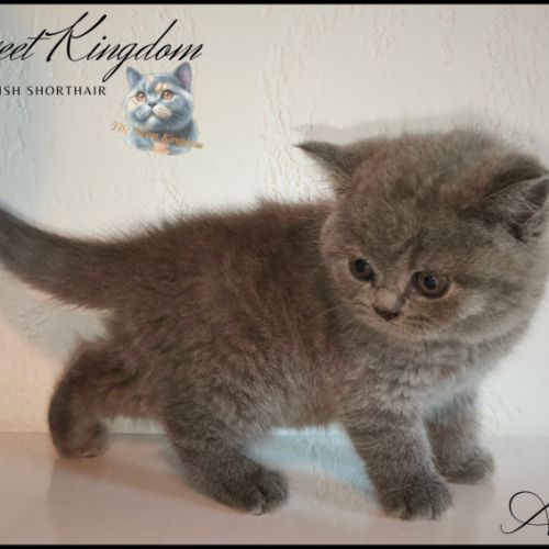 Chatons british shorthair loof #2