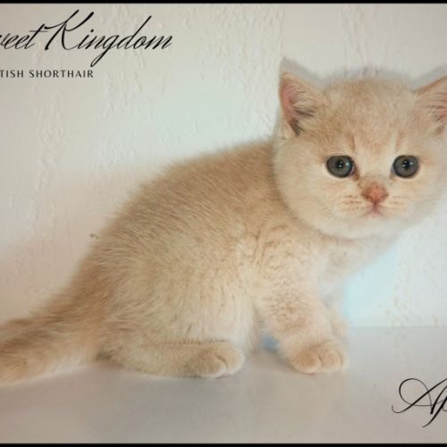 Chatons british shorthair loof #3
