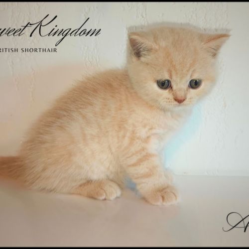 Chatons british shorthair loof #4