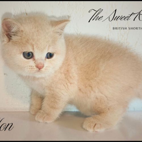 Chatons british shorthair loof #5
