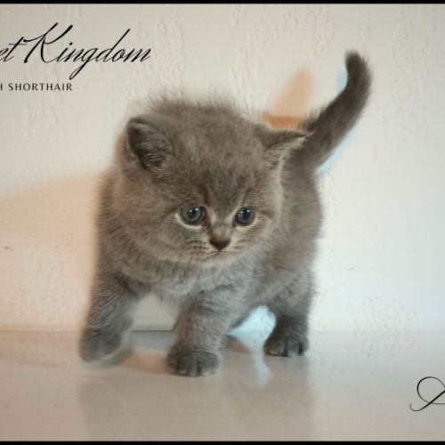 Chatons british shorthair loof #6