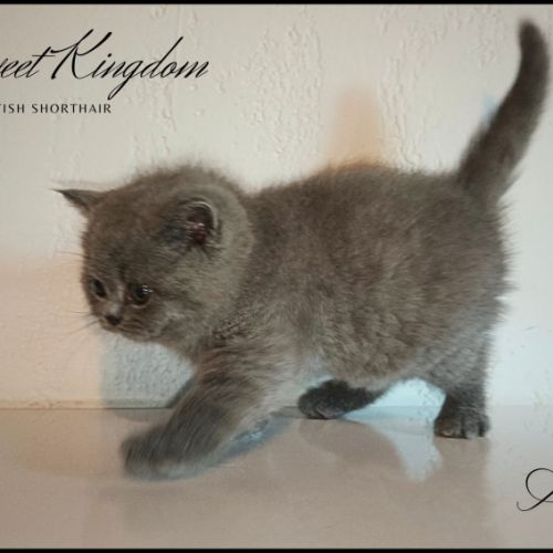 Chatons british shorthair loof #7