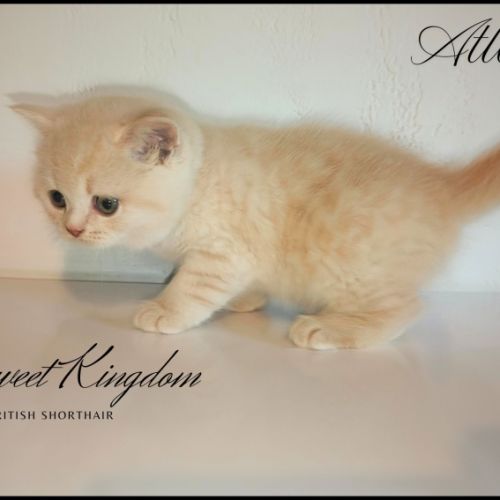 Chatons british shorthair loof #8