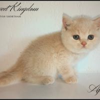 Chatons british shorthair loof #3