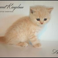Chatons british shorthair loof #4