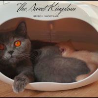 Chatons british shorthair loof