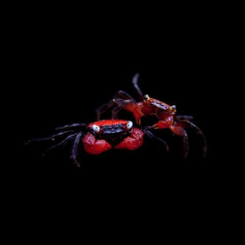 Crabe vampire red devil – juvéniles & adultes #1