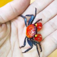 Crabe vampire red devil – juvéniles & adultes #3