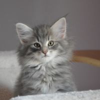 Chatons loof de race norvégien