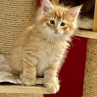 Chatons loof de race norvégien #2