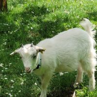 Chevreau nain castré vacciné blanc