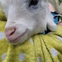 Chèvre nain castré