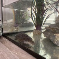 Tortue à donner