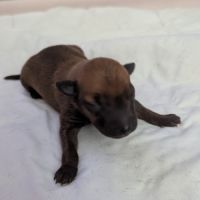 A réserver chiots petit levrier italien pure race