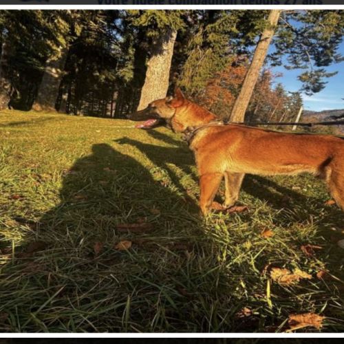 Chien berger belge malinois #2