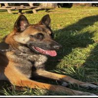 Chien berger belge malinois