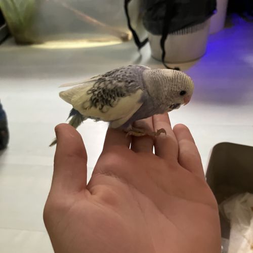 Perruche ondulée eam #3